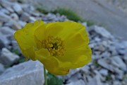 39 Nel Mandrone Papavero alpino (Papaver rhaeticum)